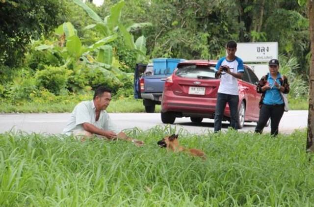 泰国尖竹汶府忠心狗高速公路旁等主人半年 热心民众送食物