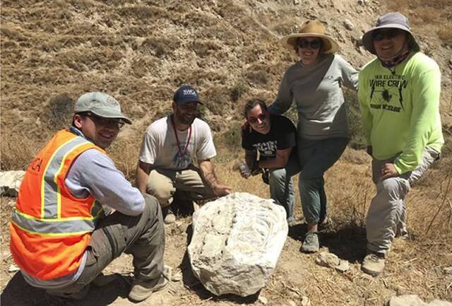 美国加利福尼亚州地震震出1500万年前小鲸鱼化石