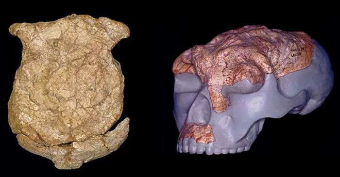 科学杂志：中国发现的主要直立人头骨化石