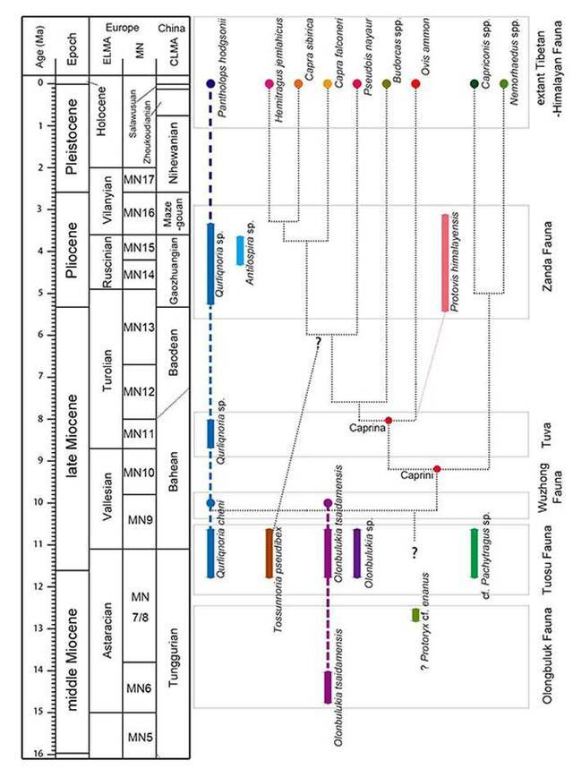 青藏高原北缘发现的化石研究证明这些材料与羊亚科的起源密切相关