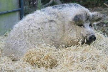 欧洲披着羊皮的猪：生长于匈牙利的曼加利察猪（Mangalitsa pig）