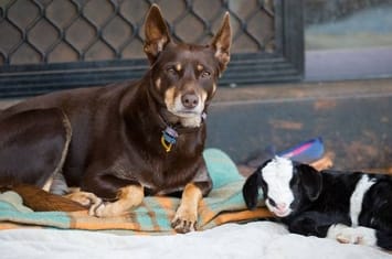 牧羊犬不会牧羊要被枪毙 最后一刻舔杀手的脸保住一命