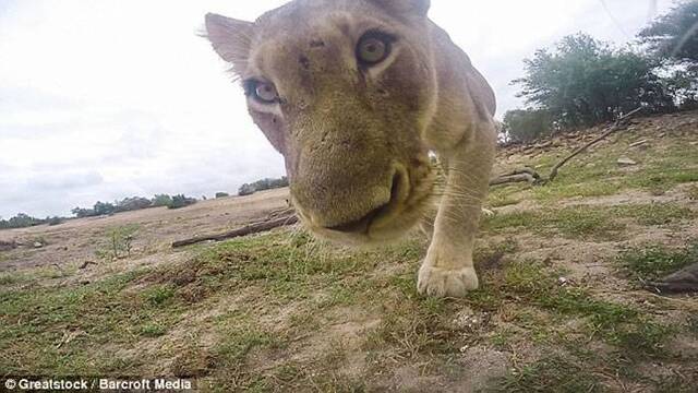 南非克鲁格国家公园管理员用GoPro拍摄狮子却差点被误当食物吞进肚中