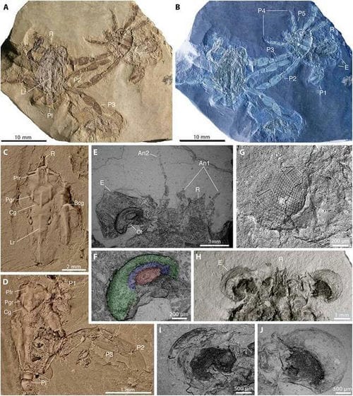 《科学进步》杂志：耶鲁大学古生物学家描述以前未知的9000万年前螃蟹