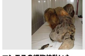 猛犸象“复活”进展：2.8万年前化石中的细胞移植入小白鼠中成功诱发细胞核运动