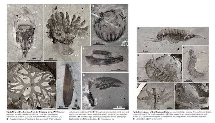 专题：中国宜昌长阳地区发现5.18亿年前寒武纪特异埋藏化石库“清江生物群”