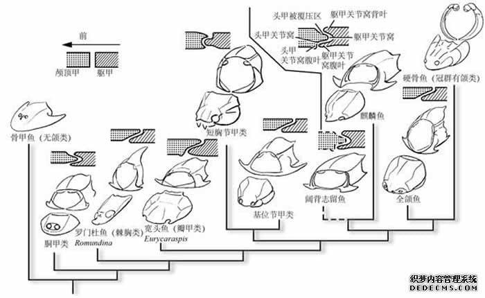 阔背志留鱼实为我国特有的志留纪全颌盾皮鱼