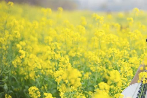 揭秘黄花闺女中的黄花是指什么花