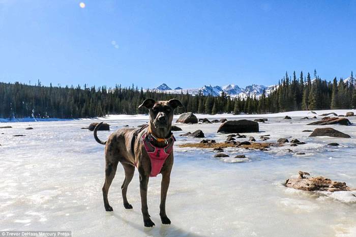 美国绝症男辞职带爱犬旅行全美：它教我要活得精采