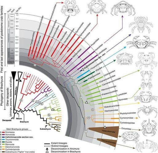 《科学进步》杂志：耶鲁大学古生物学家描述以前未知的9000万年前螃蟹