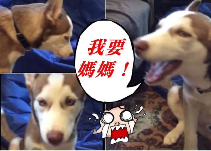 爱斯基摩犬挂念主人竟说出“我要妈妈”