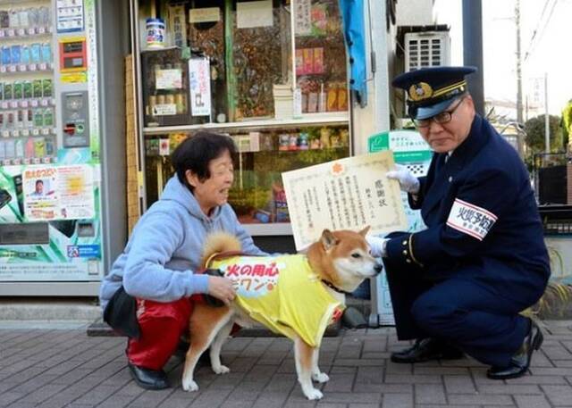 日本东京“铃木香烟店”柴犬店长步入8岁“中年”光荣退休