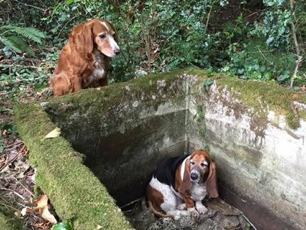 美国华盛顿瓦雄岛黄金猎犬守候洞口1星期直到朋友巴吉度猎犬获救