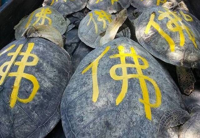 “印尼救海龟大行动”将海龟绑到海滩上并在龟壳上写个大“佛”字后放生