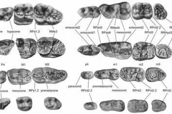 大熊猫复杂牙齿结构来源研究取得新进展
