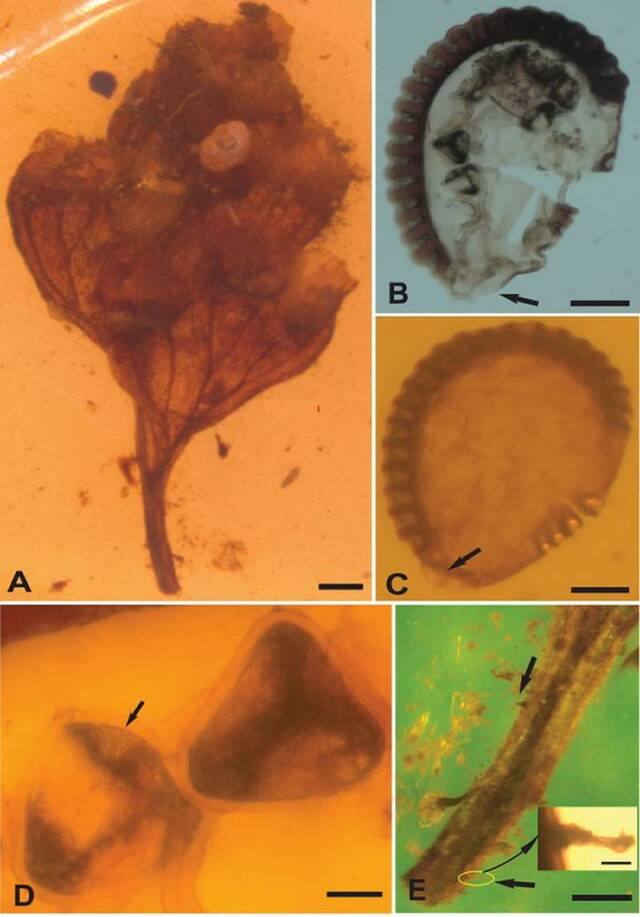 缅甸琥珀中发现树蕨类和水龙骨类植物新类群