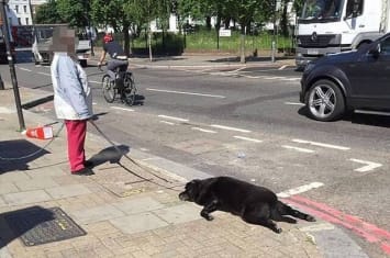 英国黑色拉布拉多犬散步时突然昏迷死亡 女主人没有理会继续拖行