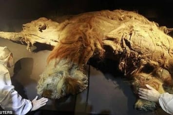 死于28000年前的猛犸象Yuka的细胞被移植到小鼠体内后出现细胞活动迹象