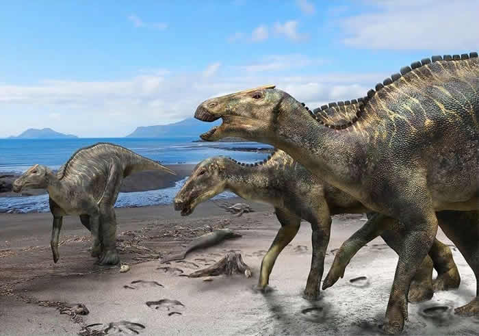 日本北海道Hakobuchi地层中发现晚白垩世鸭嘴龙新属种Kamuysaurus japonicus