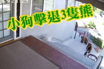 3只熊闯入主人寓所 美国加州小斗牛犬勇敢驱赶