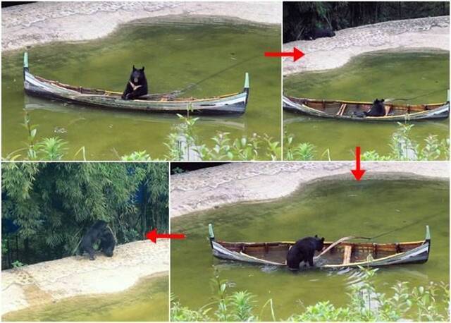 重庆永川野生动物世界黑熊跑到湖面划独木舟 弄翻艇落水拥抱同伴萌爆