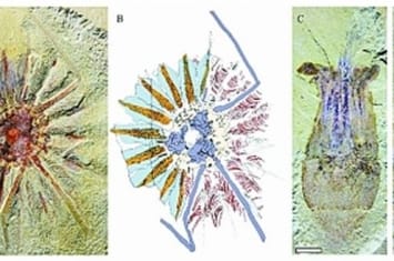 通过对澄江生物群疑难化石“足杯虫类”的系统研究 破解栉水母动物门起源之谜