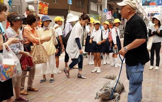 日本广岛老翁饲养南美短吻鳄为伴34年