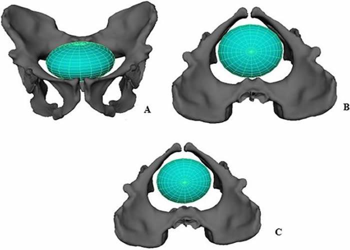 新研究称200万年前古人类生孩子“相当容易”