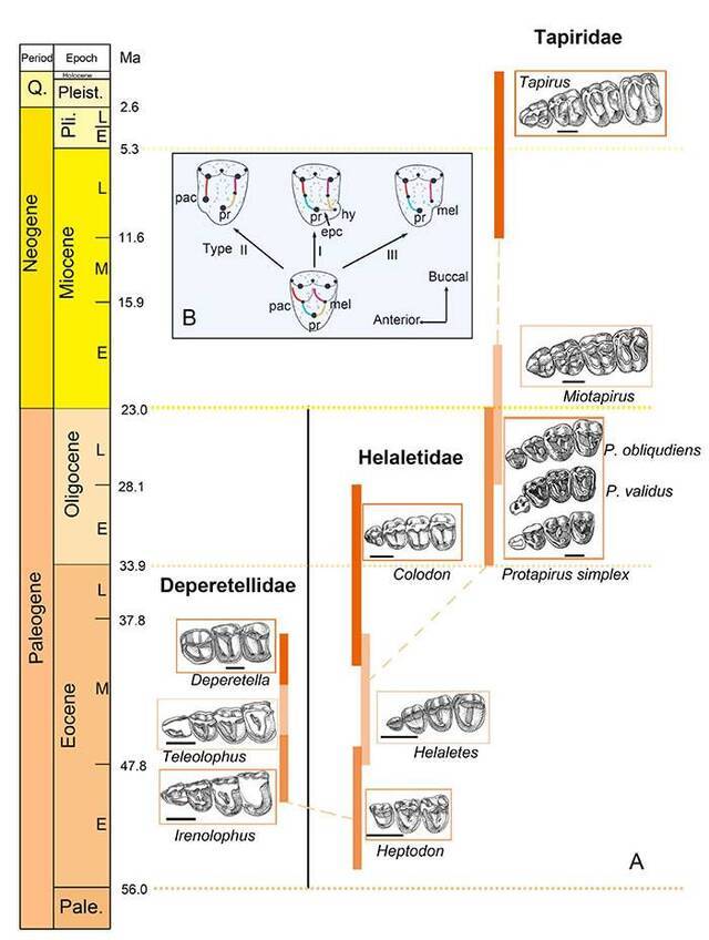 内蒙古二连盆地原始戴氏貘化石和牙齿演化模式研究取得新进展