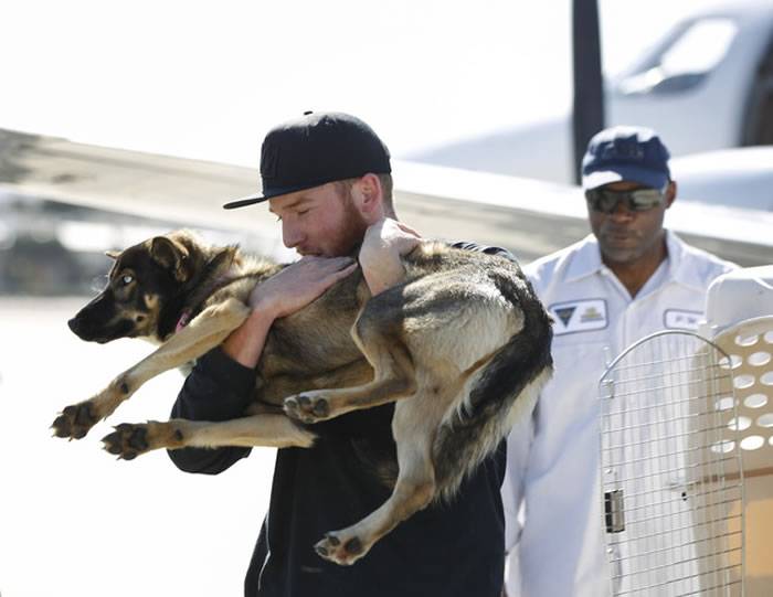 美国一只德国牧羊犬失足掉落海 一个月后奇迹现身小岛