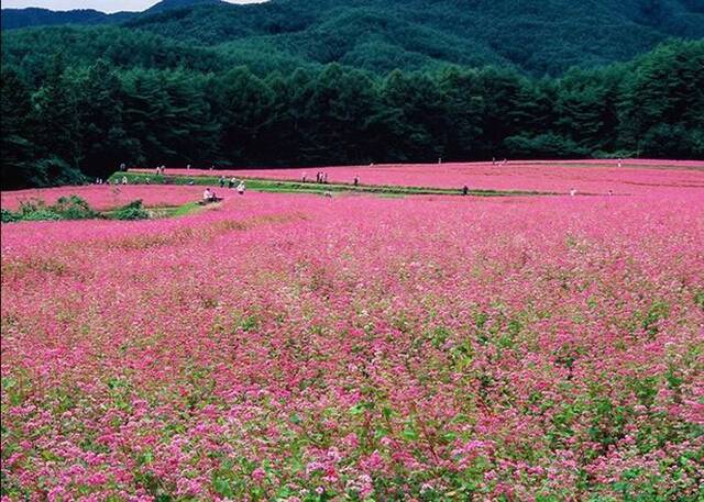 日本长野县伊那谷箕轮町的“红荞麦之里”迎来每年的秋季盛开期