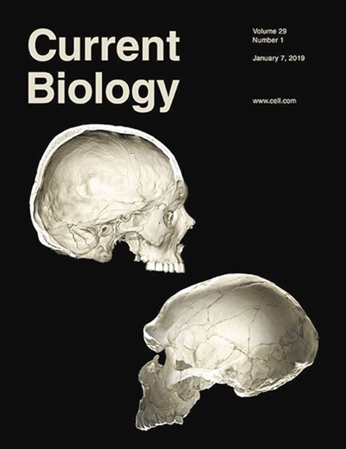 研究确认尼安德特人的DNA渗入片段对现代人颅骨球状度的影响