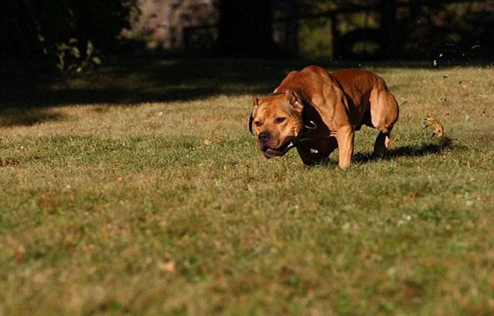 世界级精英保镖犬——3岁的美国斗牛犬艾希(Ace)引起人们关注