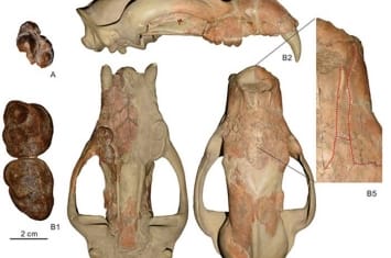 《历史生物学》：耶鲁大学Peabody博物馆馆藏南亚印度熊及其他犬形亚目化石研究新进展