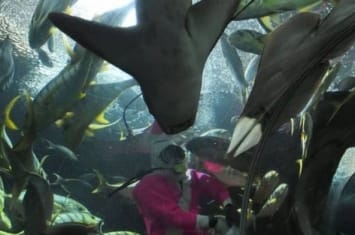 遭魔鬼鱼刺中胸部 新加坡水族馆高层终告不治