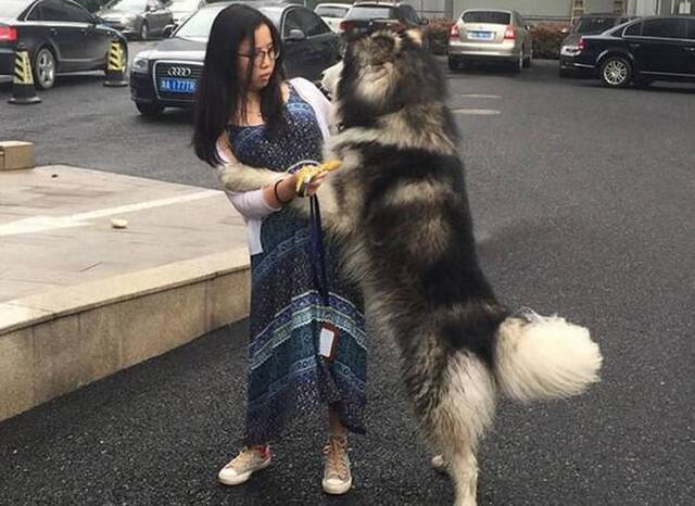 浙江一只阿拉斯加雪橇犬路上拦住美女要撒娇抱抱