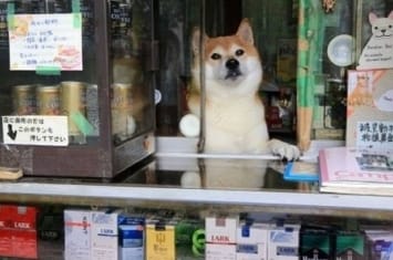 日本东京“铃木香烟店”柴犬店长步入8岁“中年”光荣退休