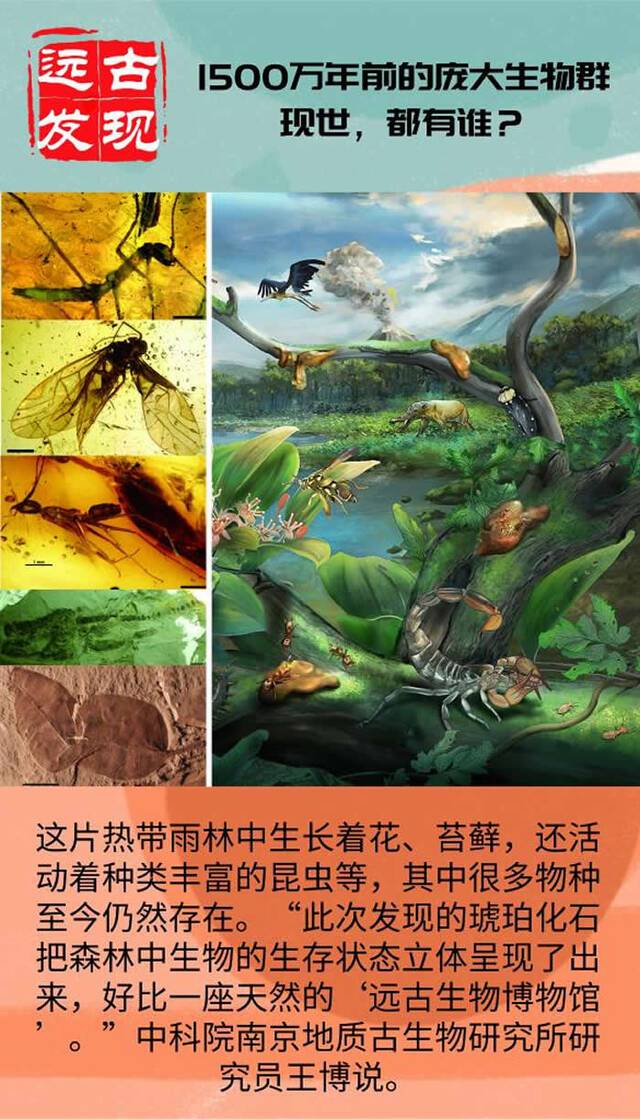 漳浦生物群是物种极其丰富的热带雨林化石库：世界四大琥珀生物群之一