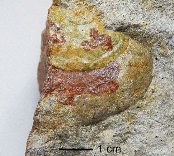 日本新潟县系鱼川市发现1400万年前海螺化石 为解开日本列岛形成过程之谜提供珍贵资料