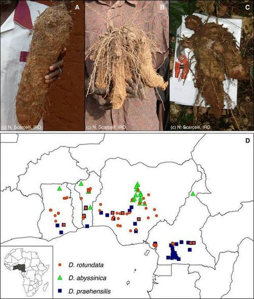 甘薯的基因组分析揭示西非农作物栽培的新摇篮