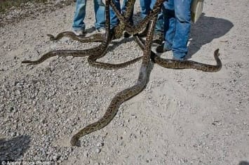 美国佛罗里达州展开2016猎蟒大赛“Python Challenge” 超过600猎人慕名而来