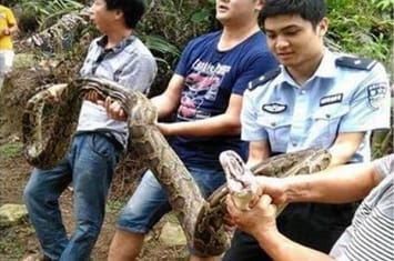 福建泉州安溪虎邱镇天马山羊场大蟒蛇缠着大山羊