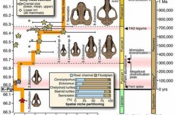 美国科罗拉多州化石显示6600万年前小行星撞击后地球上的生命是如何复苏的