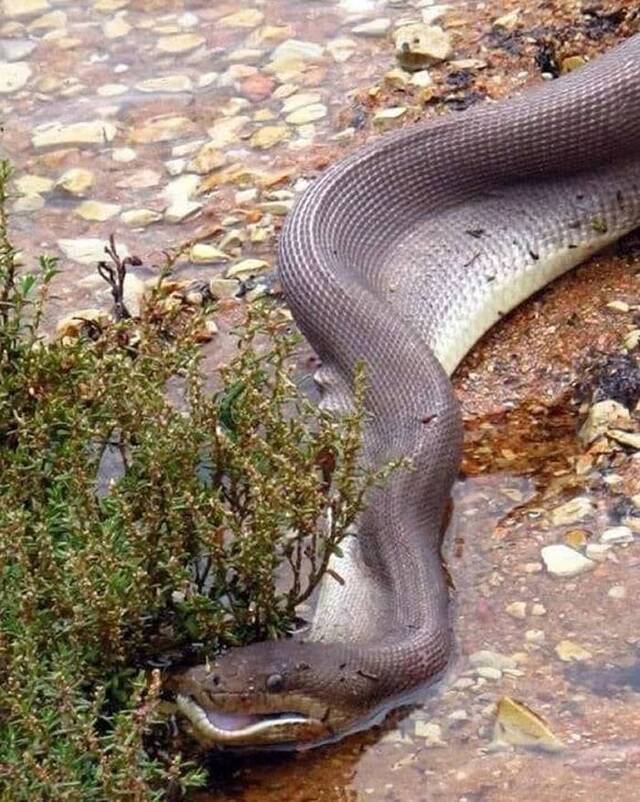 澳洲昆士兰橄榄蟒吞食淡水鳄