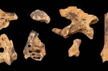 约旦新石器时代遗址Shubayqa 6遗址发现11500年前狗已在帮助人类狩猎的证据