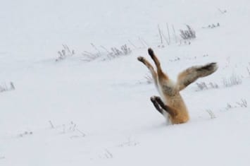 搞笑野生动物摄影比赛：狐狸插在雪地夺冠