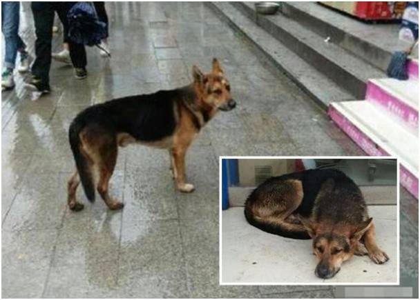 四川版忠犬八公：德国牧羊犬在雨中苦候主人3日3夜