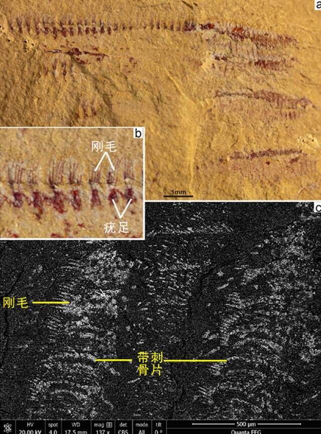 云南澄江生物群中发现已知最古老多毛类新属种——古扇虫和中华隐刚毛虫