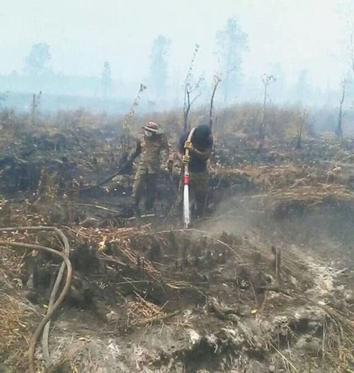 马来西亚沙巴山火来袭 数十乌龟走避不及遭烧死