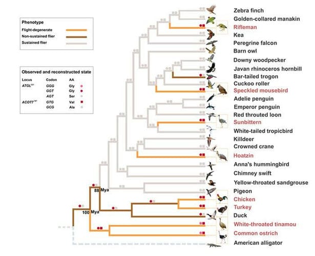 新研究揭示现生鸟类飞行能力的退化机制